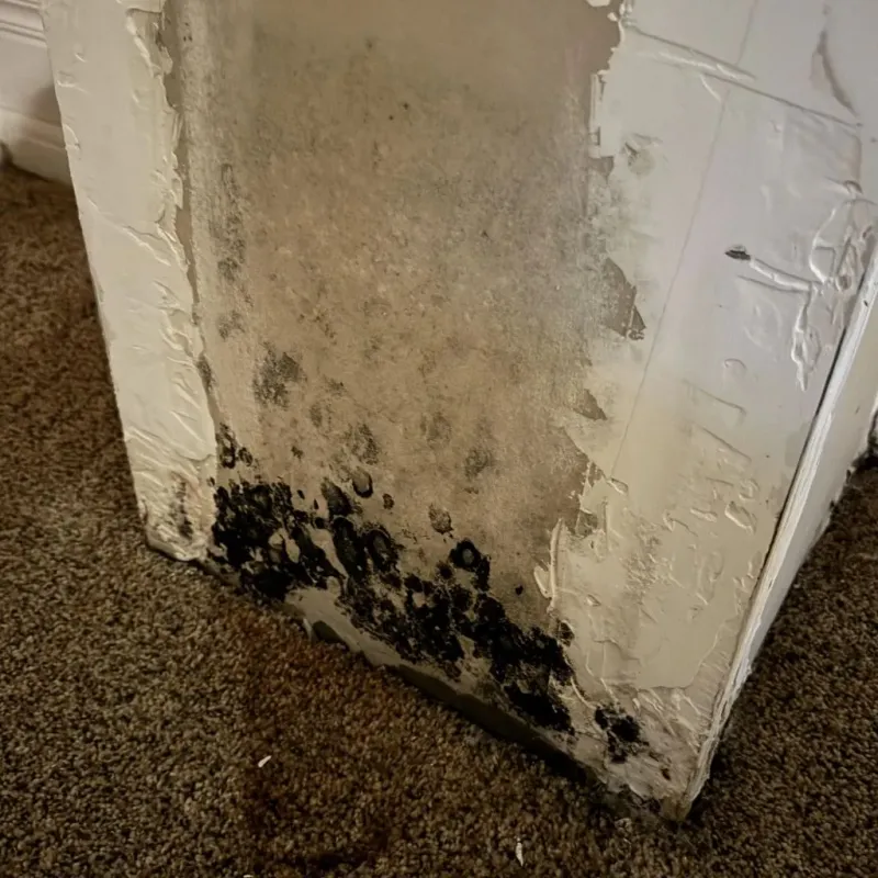 Professional Mold Removal in Wrightwood, CA